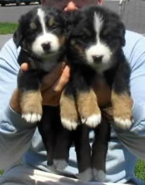 bernese mountain dog puppies
