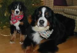 bernese mountain dog breeder