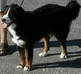 Bailey