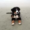 Photos of Bernese Mountain dogs bred by Hylens Berners
