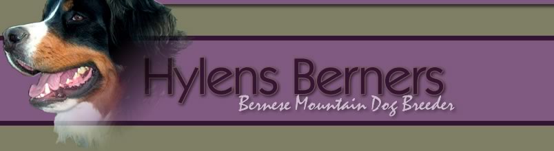 Bernese Mountain Dogs